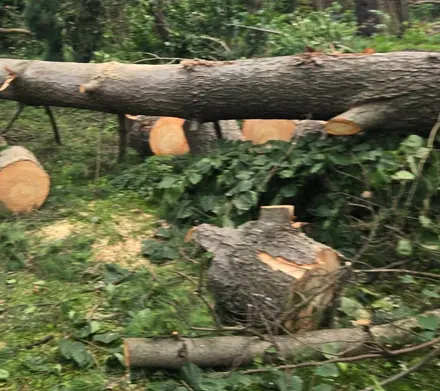 Tree trunk down across a yard with cut rounds beside it. Lakefront Tree Service serves Lake Bluff, IL.