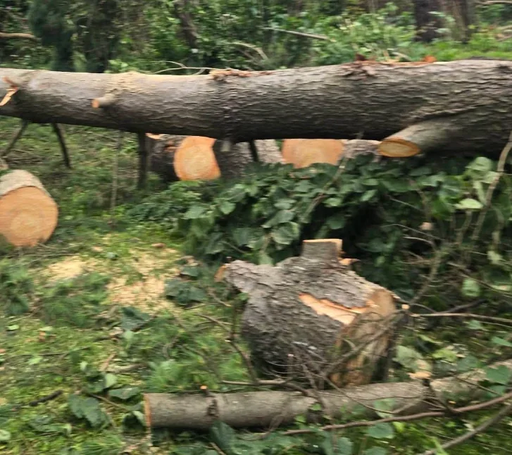 Tree trunk down across a yard with cut rounds beside it