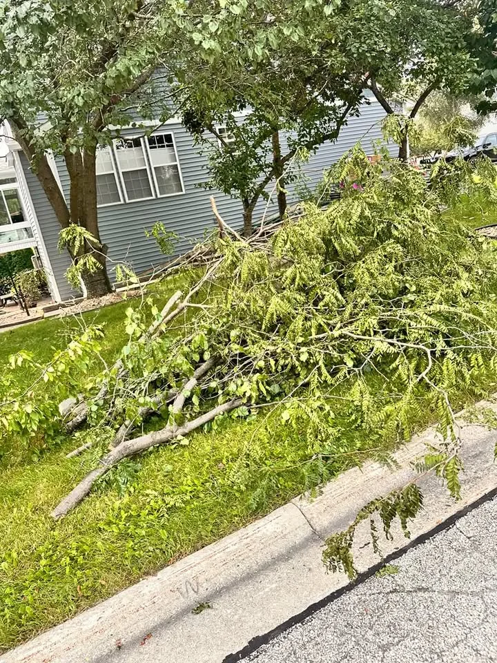 Broken limbs and branches piled on a lawn beside a house