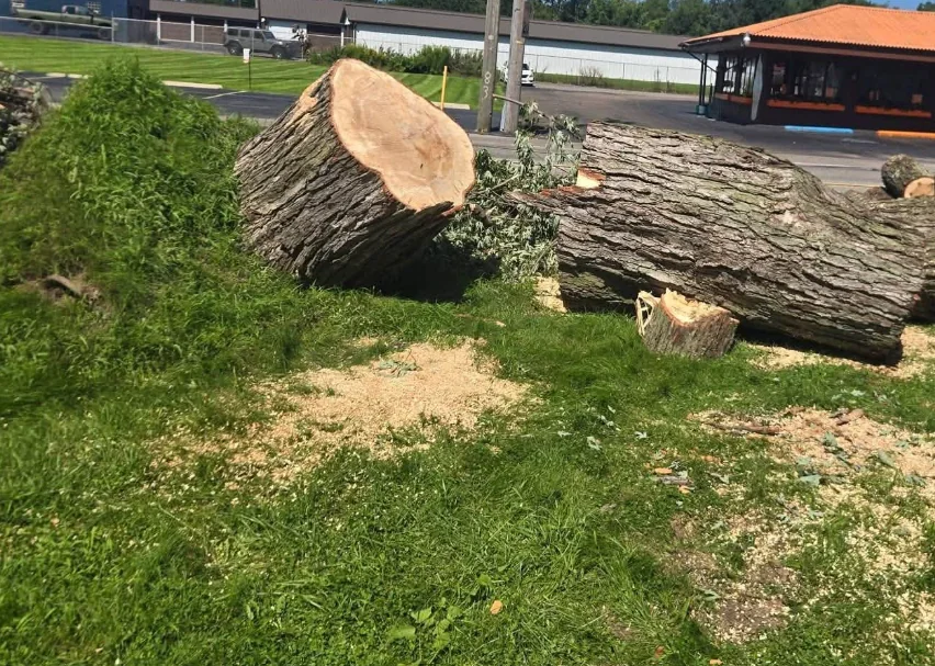 Thick tree trunk sections lying on the grass